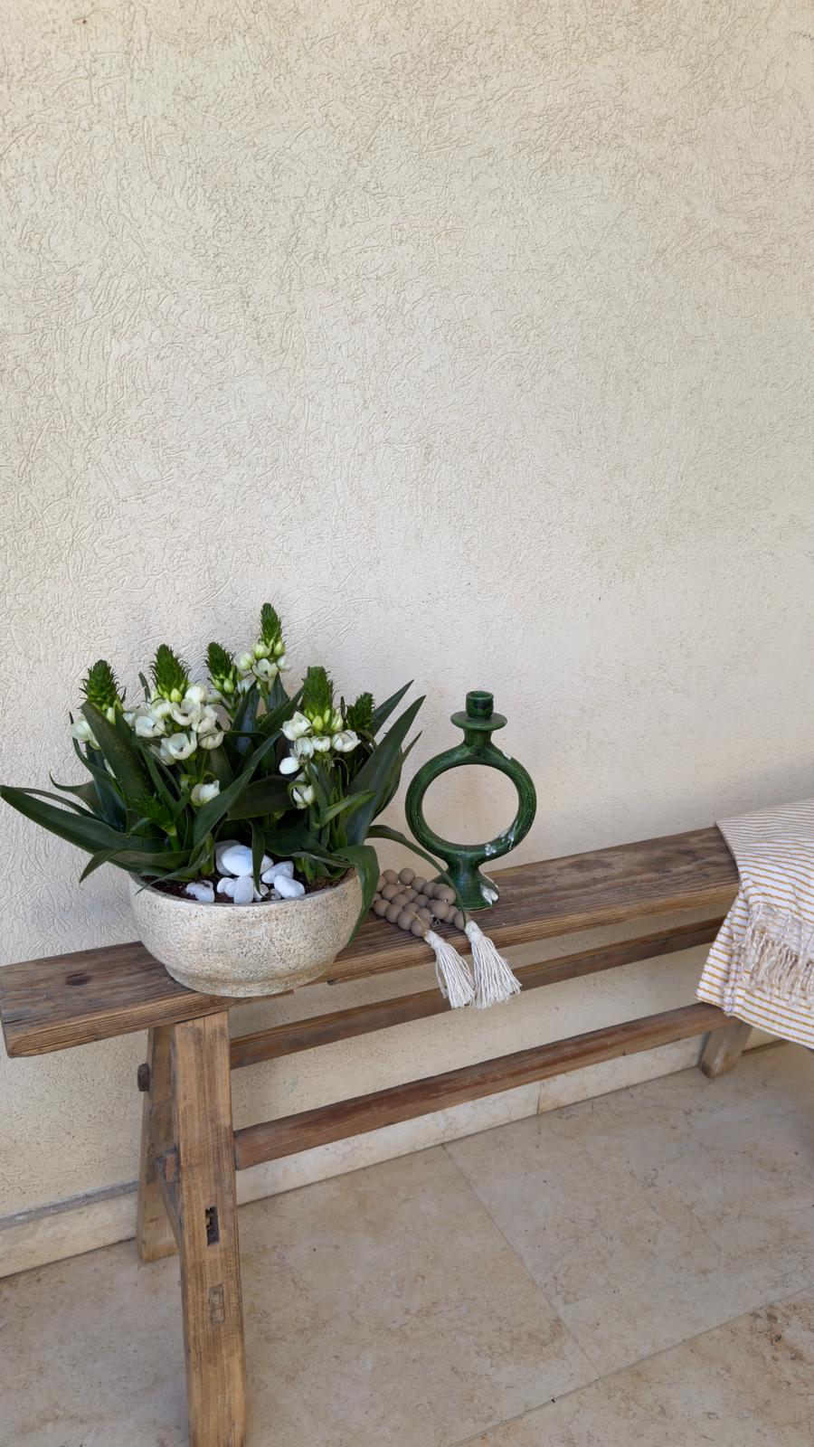 עציץ נץ חלב בכלי