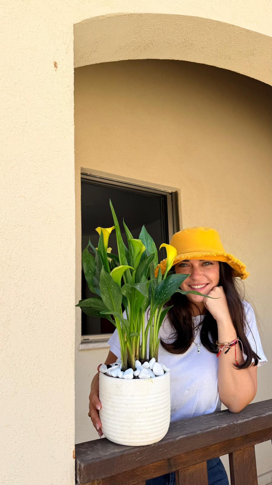 עציץ קאלות בכלי