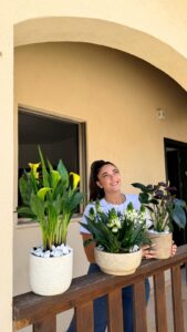 עציץ אנטוריום בכלי