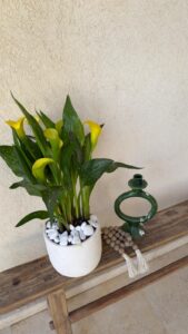 עציץ קאלות בכלי