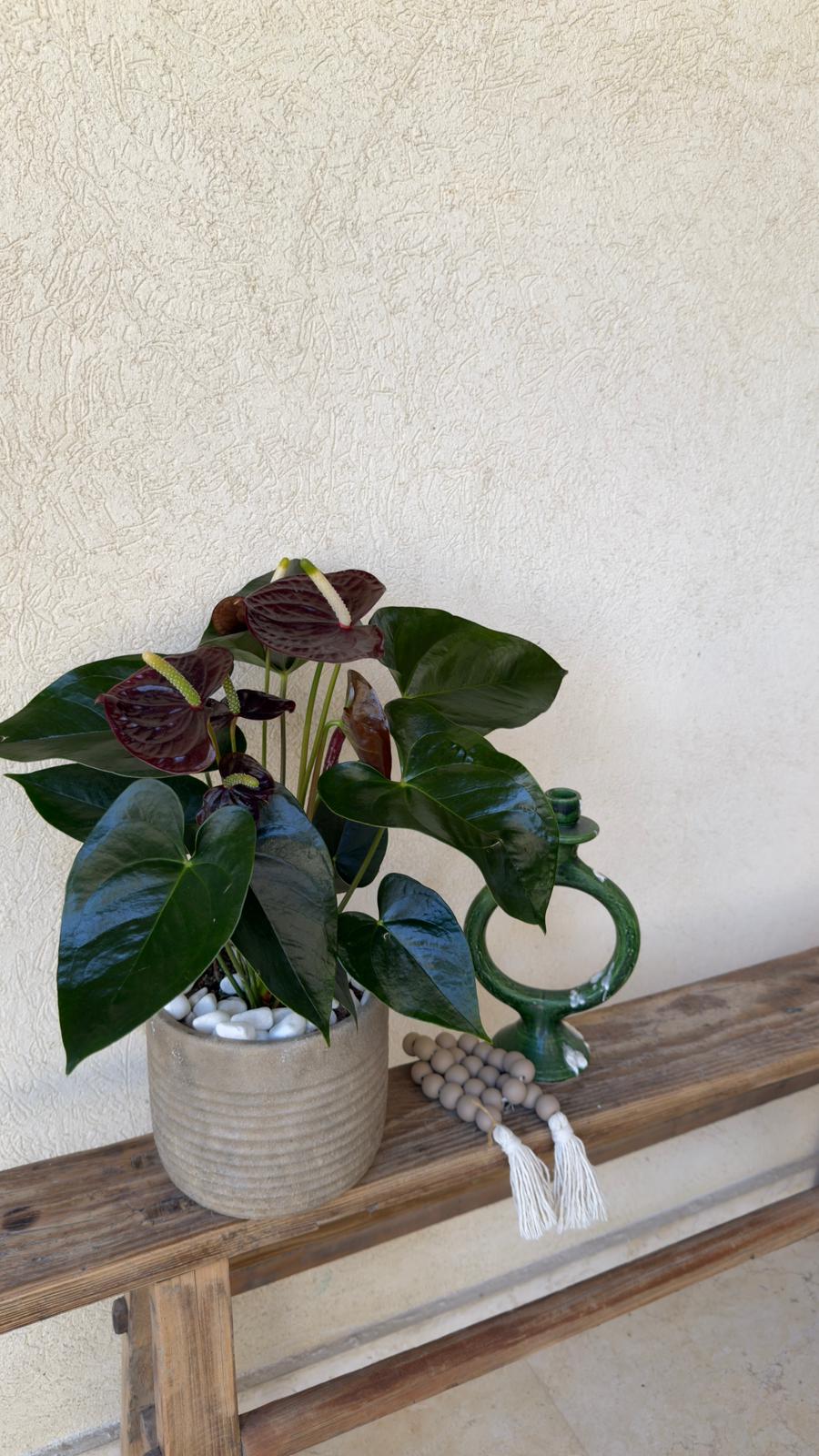 עציץ אנטוריום בכלי